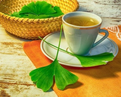 Ginkgo biloba
